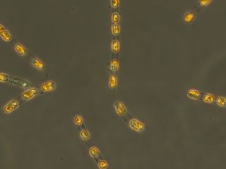 thumbnail - Ancient Algae