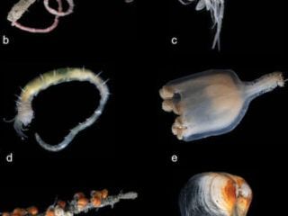 Image - Arctic Vents