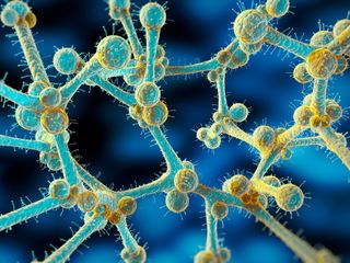 thumbnail - Candida auris