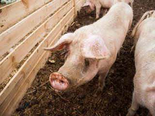 thumbnail - Xenotransplantation
