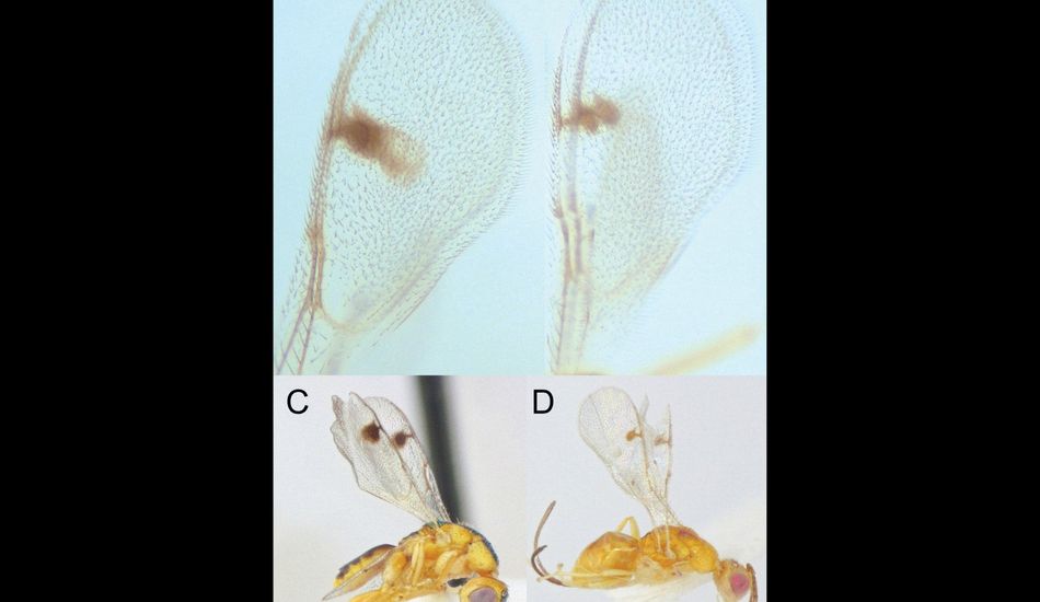 Parasitic Wasps