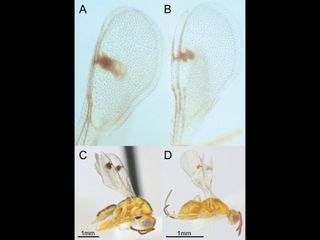 thumbnail - Parasitic Wasps